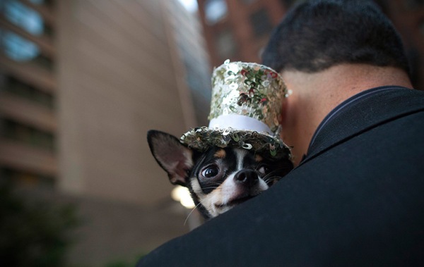 Bogie the Chihuahua peers over his owner's shoulder